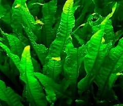 Tropical java fern for sale  Delivered anywhere in UK