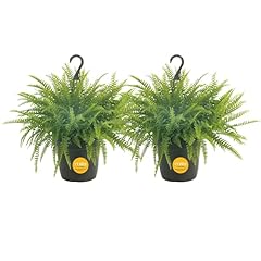 Costa farms ferns for sale  Delivered anywhere in USA 