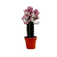 Easy care succulent for sale  Delivered anywhere in UK