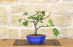 Bonsai fico usato  Spedito ovunque in Italia 