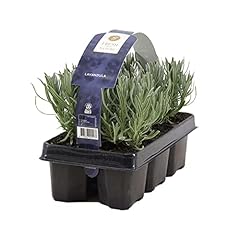 Pack lavandula angustifolia d'occasion  Livré partout en France