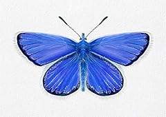 Adonis blue butterfly for sale  Delivered anywhere in UK