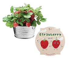 Buzzy seeds kids for sale  Delivered anywhere in USA 