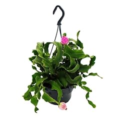 Epiphyllum guatemalense var gebraucht kaufen  Wird an jeden Ort in Deutschland