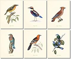 Vintage bird art for sale  Delivered anywhere in USA 