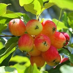 Roselow crabapple tree for sale  Delivered anywhere in USA 