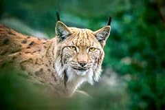 Aluverbund bild luchs gebraucht kaufen  Wird an jeden Ort in Deutschland