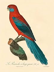 Barraband parrot poster for sale  Delivered anywhere in USA 