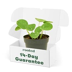 Rooted chinese money for sale  Delivered anywhere in USA 