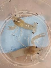 Live breeding pair for sale  Delivered anywhere in USA 