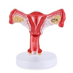 Ronten human female for sale  Delivered anywhere in USA 