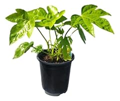Green fatsia japonica for sale  Delivered anywhere in USA 