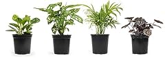 Altman plants classic for sale  Delivered anywhere in USA 