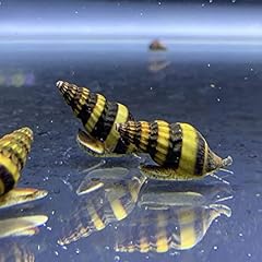 Assassin snails freshwater for sale  Delivered anywhere in Ireland