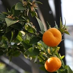 Pianta vera chinotto usato  Spedito ovunque in Italia 