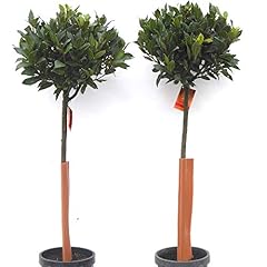 Pair laurus nobilis for sale  Delivered anywhere in Ireland