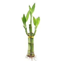 Wholesaler stalk live for sale  Delivered anywhere in USA 