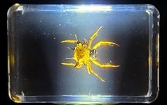44mm real spiny for sale  Delivered anywhere in USA 