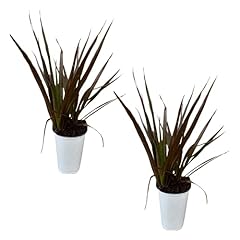 Dracaena spike live for sale  Delivered anywhere in USA 