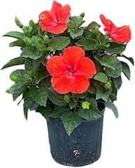 American plant hibiscus for sale  Delivered anywhere in USA 
