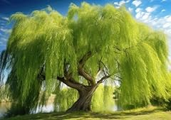 Thin gold weeping for sale  Delivered anywhere in USA 
