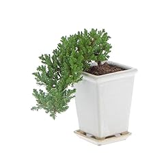 Kentis bonsai ginepro usato  Spedito ovunque in Italia 