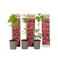 Plant box rubus d'occasion  Livré partout en France