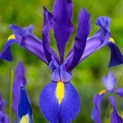 Iris hollandica blue for sale  Delivered anywhere in UK