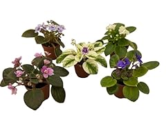 Miniature african violets for sale  Delivered anywhere in USA 