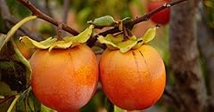 Vegherb plaqueminier diospyros d'occasion  Livré partout en France