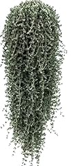Barba giove drosanterum usato  Spedito ovunque in Italia 