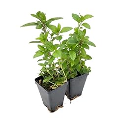 Chocolate mint live for sale  Delivered anywhere in USA 