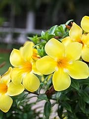 Allamanda cathartica golden for sale  Delivered anywhere in USA 