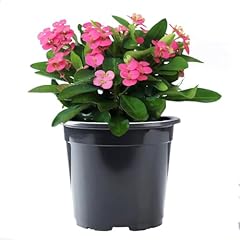American plant live for sale  Delivered anywhere in USA 