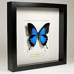 Papilio ulysses blue d'occasion  Livré partout en France