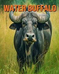 Water buffalo fun for sale  Delivered anywhere in USA 