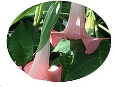 Dwarf cherub brugmansia for sale  Delivered anywhere in USA 