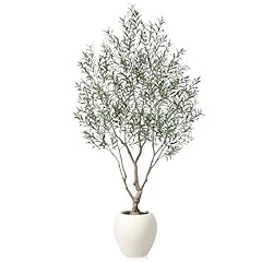 Soguyi olive trees for sale  Delivered anywhere in USA 