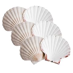 Avalon scallop shells for sale  Delivered anywhere in UK