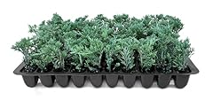Blue rug juniper for sale  Delivered anywhere in USA 