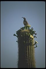 019036 gambel quail for sale  Delivered anywhere in UK
