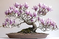 Saucer magnolia bonsai for sale  Delivered anywhere in USA 