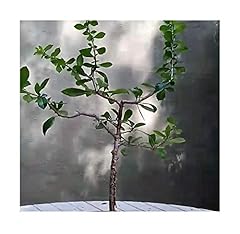 Pcs commiphora campestris for sale  Delivered anywhere in UK