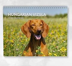Hungarian vizsla calendar for sale  Delivered anywhere in UK