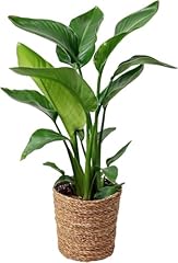 Happy plants strelitzia gebraucht kaufen  Wird an jeden Ort in Deutschland