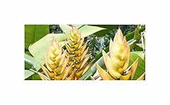 Stk heliconia librata gebraucht kaufen  Wird an jeden Ort in Deutschland