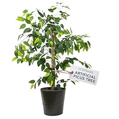 Lcg florals ficus for sale  Delivered anywhere in USA 