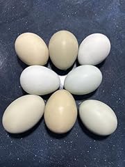 Generic easter egger for sale  Delivered anywhere in USA 