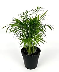 Chamaedorea elegans parlor for sale  Delivered anywhere in USA 