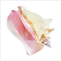 Grande coquille naturelle. d'occasion  Livré partout en France